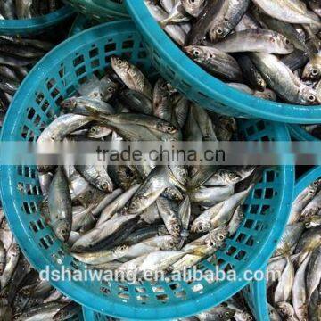 China Exporter Frozen Big eyes horse mackerel with size 40 - 60 g