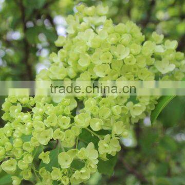Fashionable Promotional Pretty Hydrangea Flowers photo-3