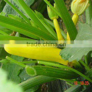 Yellowtiao 2 yellow skin no belly hybrid Squash seeds