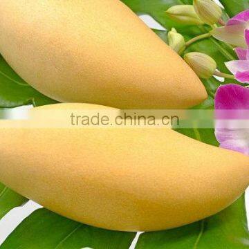 HOT SELLING - PREMIUM QUALITY FRESH SWEET MANGO - SPECIAL PRICE