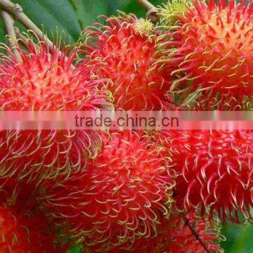 HIGH QUALITY FRESH RAMBUTAN FOR SALE