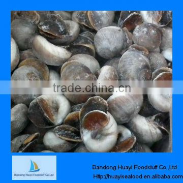 Fresh frozen boiled moon snail