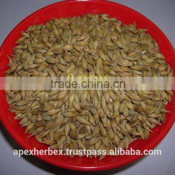 Apex Supplies Quality Barley malt / Hordeum vulgare Malt / Malt Grains Barley /Barley for Malt