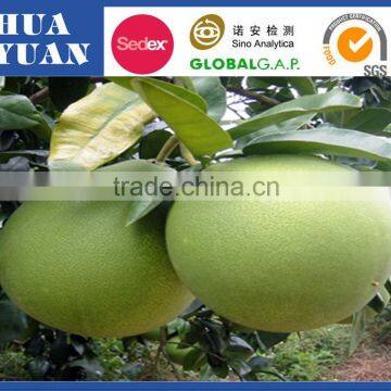 China farm fresh honey pomelo