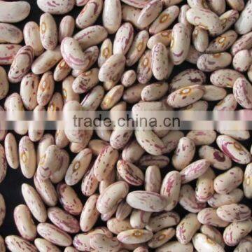 China High Quality Speckled Beans Wholesale photo-3