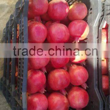 Fresh Pomegranate For Sale photo-4