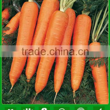 ACA071 Honghuo high quality 8 inches red carrot seed companies