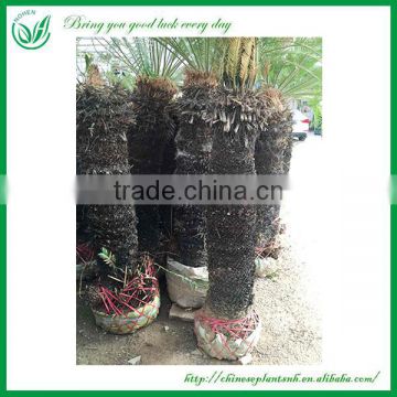 Cycas Revoluta without leaves for Sale