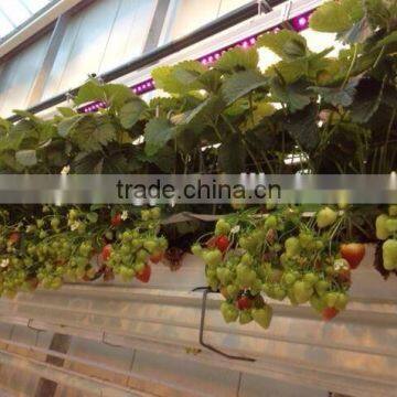 Waterproof IP65 36w Cheap Grow Lights for Indoor Plants photo-5