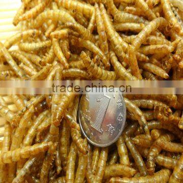 High Quality Dried Mealworm Made in China photo-2