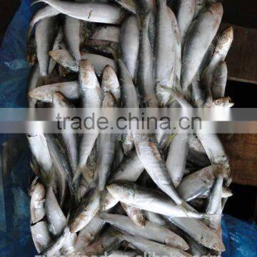 Frozen Sardine Fish photo-3