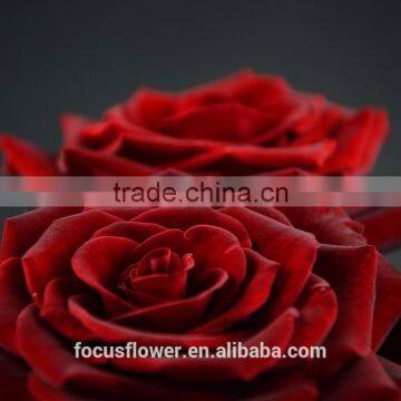 For Hotels/Offices/Wedding Flower Natural Fresh Cut Flowers Roses Black Magic Flower From Kunming photo-2