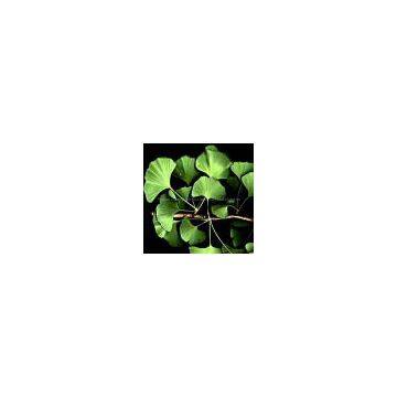 Ginkgo Biloba extract
