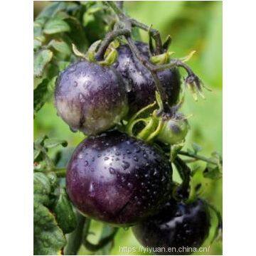 Vegetablel Seed Red & Black Tomato Seed Greenhouse Tomato Seeds no 61 photo-2