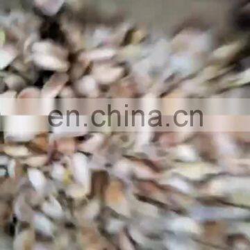 professional manufacturer factory price garlic planting machine