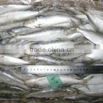 Good quality frozen sardine seafood fish