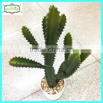 68cm new design hot sale cactus large indoor tropical plants