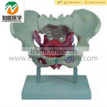 Female Pelvis Anatomic Model with Pelvic Floor Muscle