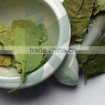 GYMNEMA SYLVESTRE EXTRACT