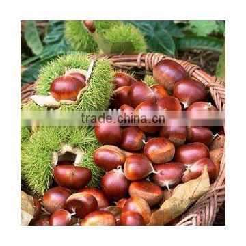 china hot sale chestnut in shell importer