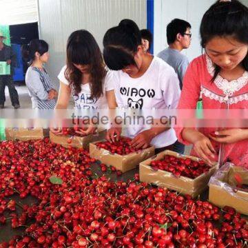 Bagged 18 Degree Sugar Content of China Fresh Cherries photo-2