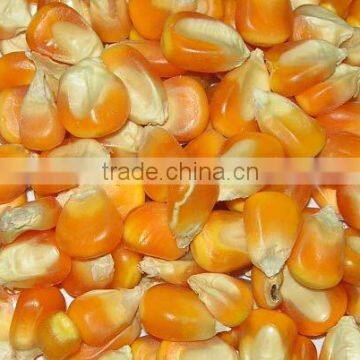 Yellow Maize Bulk Supplier