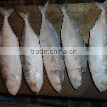 FROZEN INDIAN MACKEREL WHOLE ROUND