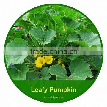 High Yield OP Pumpkin Seeds For Collecting Leafs VGPL 04