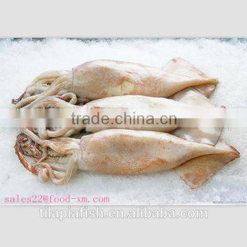 Whole round illex squid