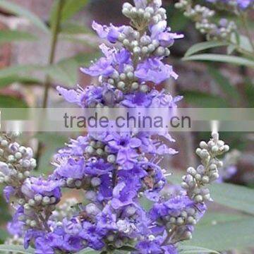 Five Leaved Chaste Tree powder