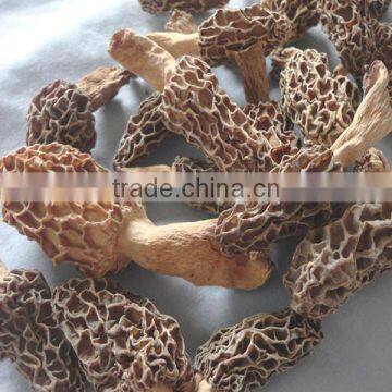 dry Morchella conica toadstool morel market price