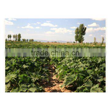 Wholesale Chinese Organic Pumpkin Seeds Without Shell Grade AAA photo-5