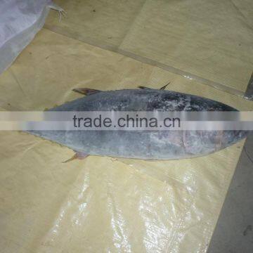 Frozen Tuna photo-2