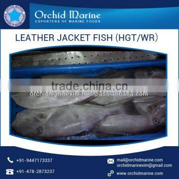 Protein Rich Long Shelf Life Distinct Flavor Fresh Leather Jacket Fish photo-5