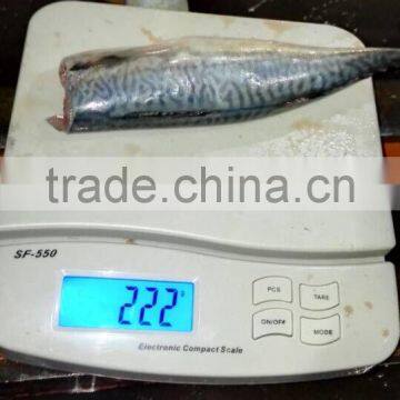 HGT Pacific Mackerel Scomber Japonicus Headless Gutted Tailess photo-4
