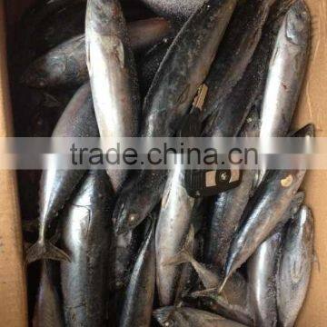 Sea Frozen Bonito Tuna photo-3