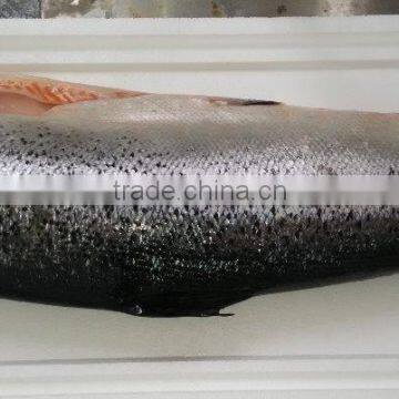 Atlantic Salmon photo-2