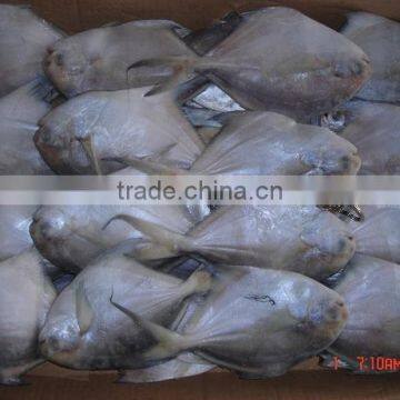 white pomfret