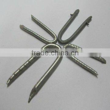 Polished fence staple, U shape wire nails(Manutacturer)