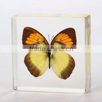 New design paperweight with real butterfly