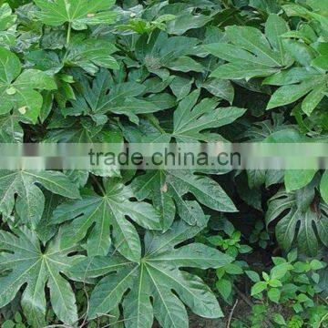 Top quality Cheapest Alangium chinense