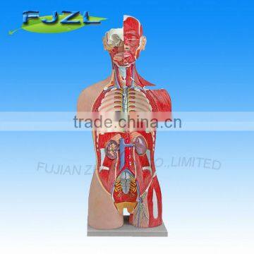 new Muscular Torso Dual-Sex Open Back Medical Anatomical Model