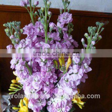 Beautiful flowering violets violet flower with 0.8kg/bundle from Yunnan, China