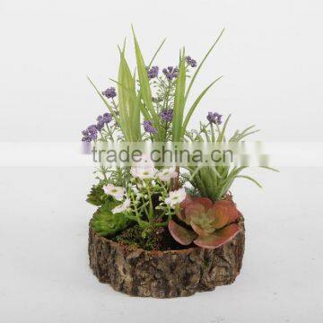 Indoor mini potted succulent in Resin pots