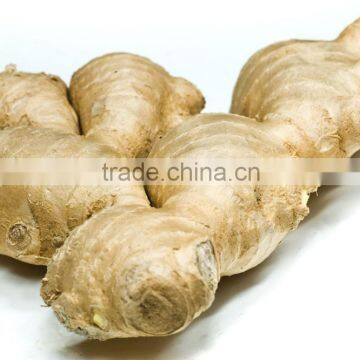 Chinese Fresh Ginger With Good Quality for Sale