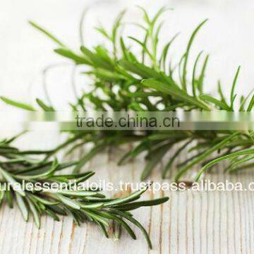 Exporter's of Pure Organic Rosemary Oil