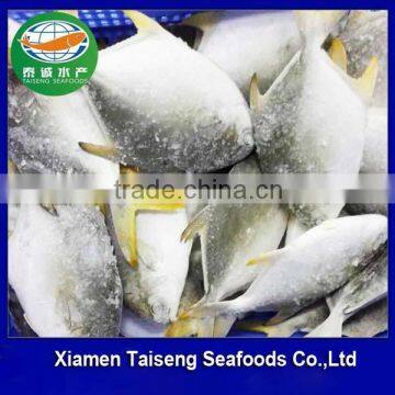 Frozen Whole Golden Pompano Fish 400-600g from China