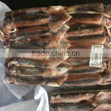 Chinenisis Loligo Squid