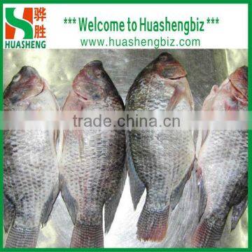 iqf frozen tilapia whole round