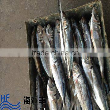 China origin best quality forzen fish frozen horse mackerel price